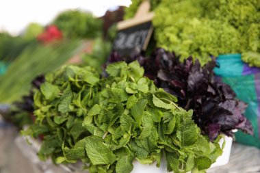 Çiftçi pazarında tezgahta taze otlar çeşitleri