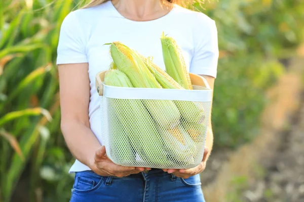 Woman with basket of fresh corn cobs in field — Stock Photo, Image