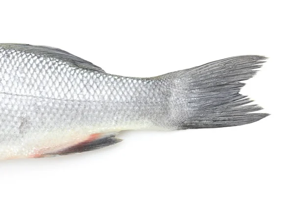 Pescado fresco de lubina sobre fondo blanco — Foto de Stock