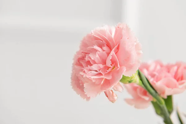 Hermosas flores de clavel sobre fondo claro — Foto de Stock
