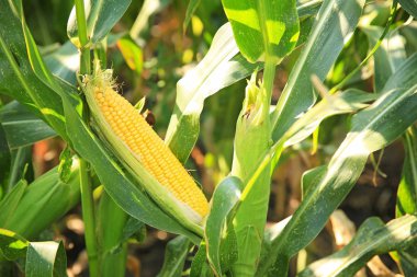 Alan, closeup büyüyen mısır