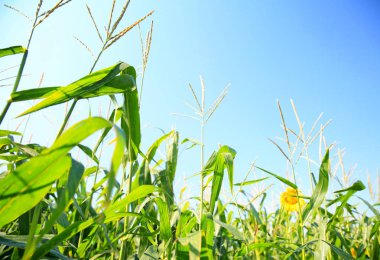 Yaz gününde Mısır alanının görünümü