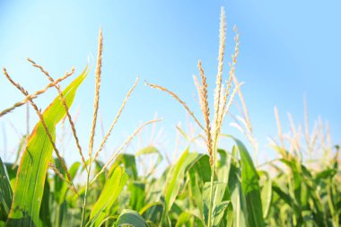 Yaz gününde Mısır alanının görünümü