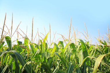 Yaz gününde Mısır alanının görünümü