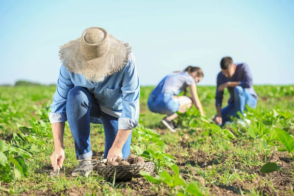 Starší mužští farmáři sbírali sklizeň v terénu — Stock fotografie