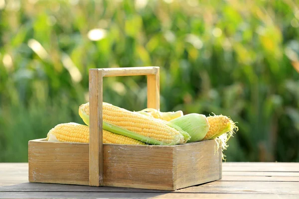 Basket with corn cobs on table in field — Stock Photo, Image