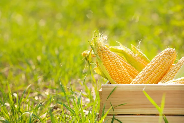 Wooden box with fresh corn cobs in field — Stock Photo, Image