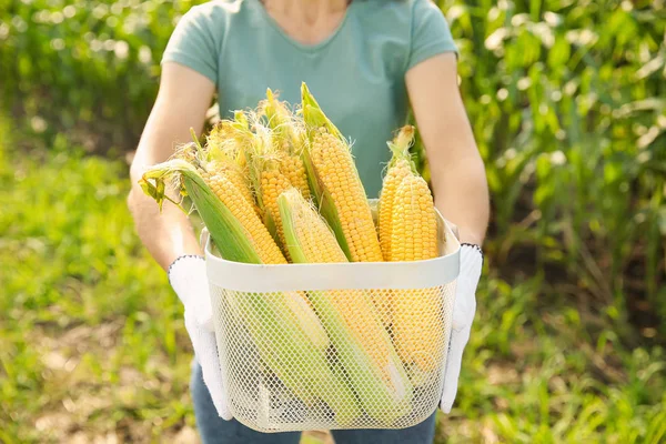 Female farmer with ripe corn cobs in field — Stock Photo, Image