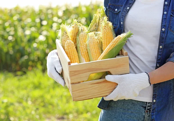 Female farmer with ripe corn cobs in field — Stock Photo, Image