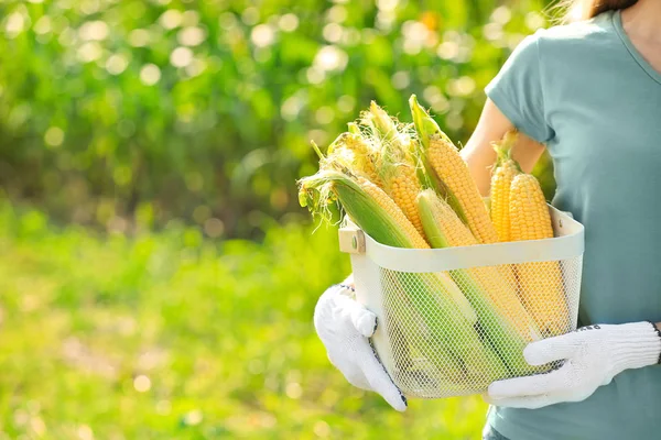 Female farmer with ripe corn cobs in field — Stock Photo, Image