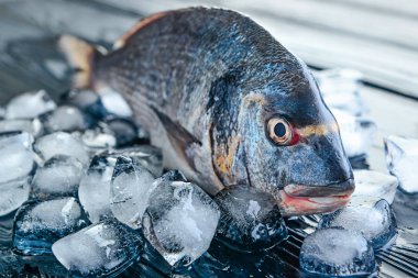 Ahşap arka plan üzerinde taze dorado balık ve buz küpleri, closeup