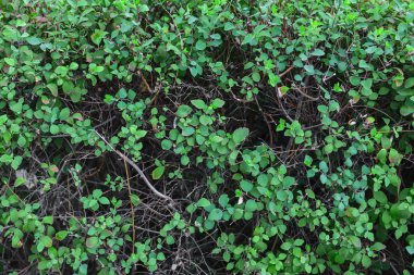 Yeşil yapraklı bitki yetiştirme