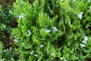 Kozalaklı ağacın yakın çekim görünümü