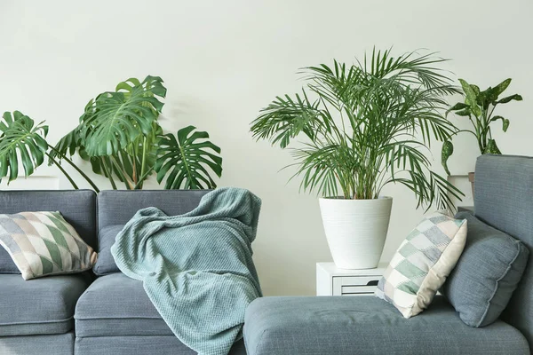 Interior de la habitación moderna con sofá y plantas de interior — Foto de Stock