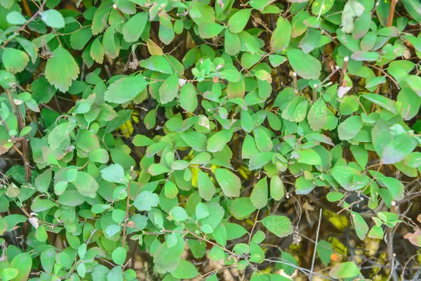 緑の葉を持つ植物の成長 — ストック写真