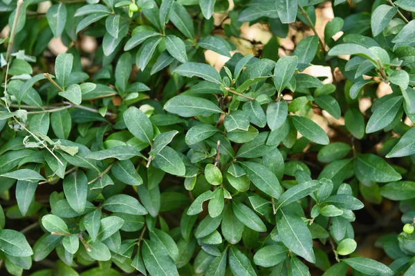 Closeup view of green leaves — Stock Photo, Image