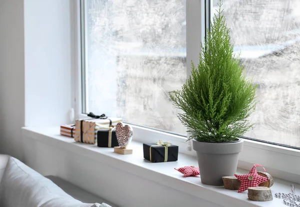 Beautiful coniferous tree in pot on windowsill at home — Stock Photo, Image