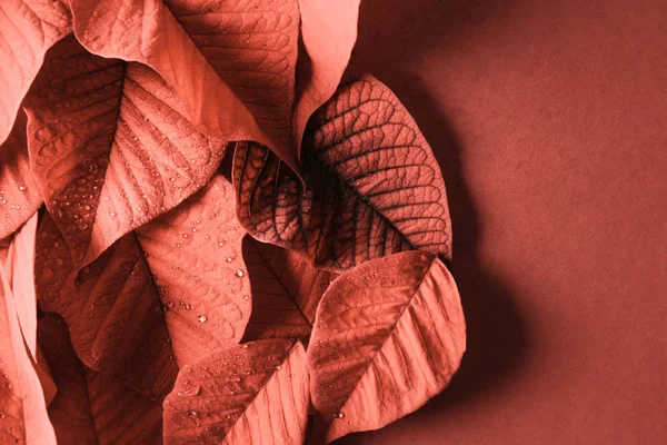 Mercan arka planda taze tropikal yapraklar