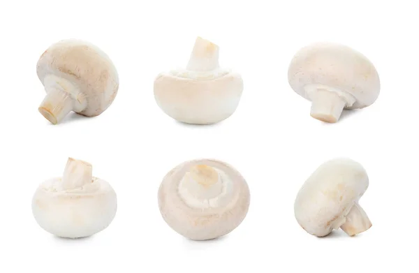 Set of raw mushrooms on white background — Stock Photo, Image