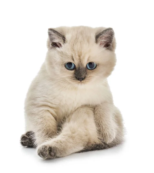 Beyaz arka planda sevimli küçük kedi yavrusu — Stok fotoğraf