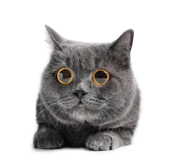 Gato cinza bonito com grandes olhos no fundo branco — Fotografia de Stock
