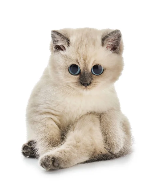 Beyaz arka plan üzerinde büyük gözlü sevimli küçük kedi yavrusu — Stok fotoğraf