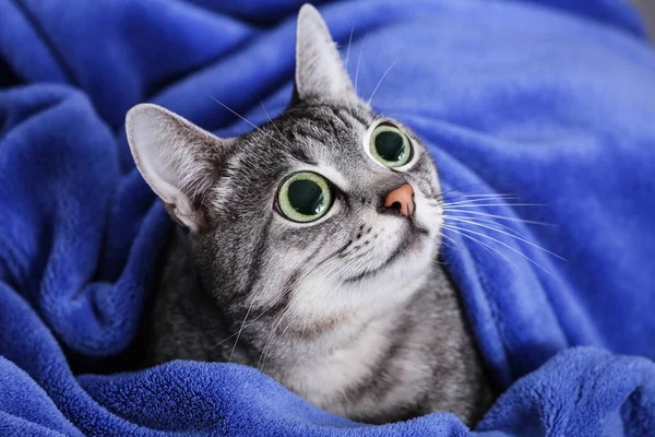 Lindo gato divertido con grandes ojos envueltos en suave cuadros — Foto de Stock