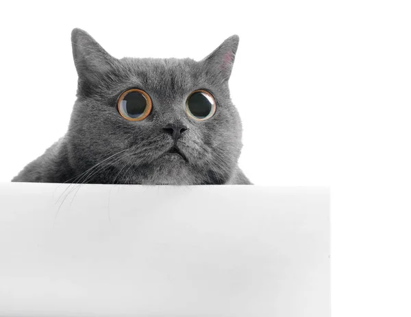 Lindo gato británico de taquigrafía con ojos grandes y póster en blanco sobre fondo blanco — Foto de Stock