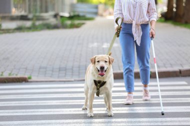 Yol köpek geçiş ile Kör kadın