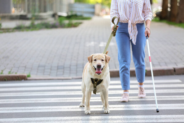 Blind woman with guide dog crossing road