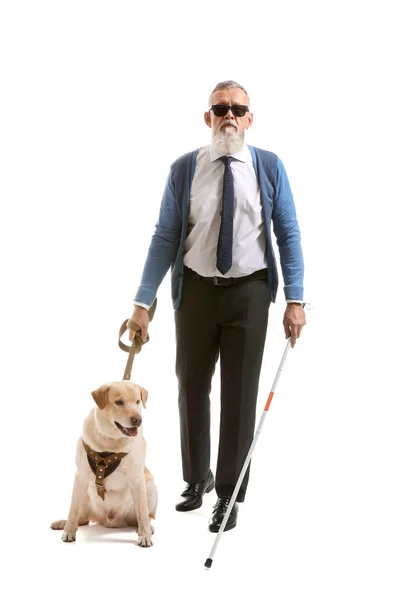 Blind mature man with guide dog on white background — Stock Photo, Image