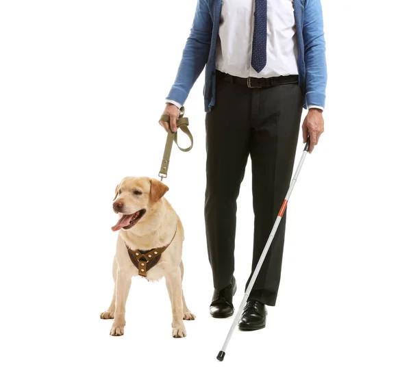 Ciego hombre maduro con perro guía sobre fondo blanco — Foto de Stock