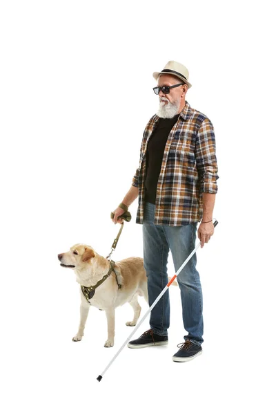 Сліпий зрілий чоловік з собакою-поводирем на білому тлі — стокове фото