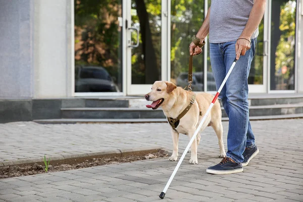 Blind mature man with guide dog outdoors