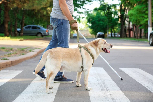 Blind mature man with guide dog crossing road — Stock Photo, Image