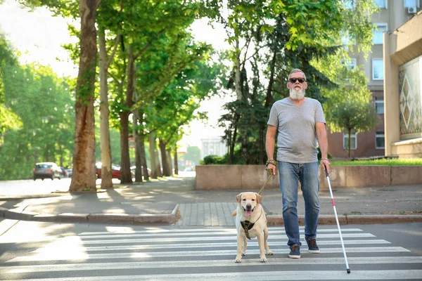 Ciego maduro hombre con guía perro cruzar carretera — Foto de Stock