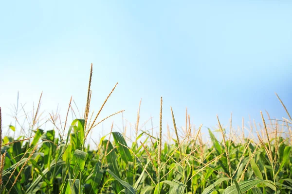 Vista do campo de milho no dia de verão — Fotografia de Stock