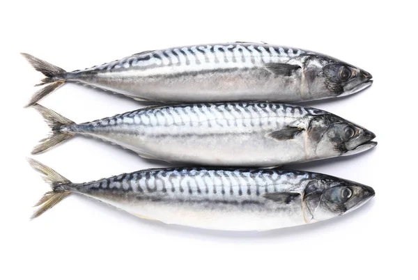 Raw mackerel fish on white background — Stock Photo, Image