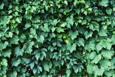 Yeşil yapraklı bitki yetiştirme