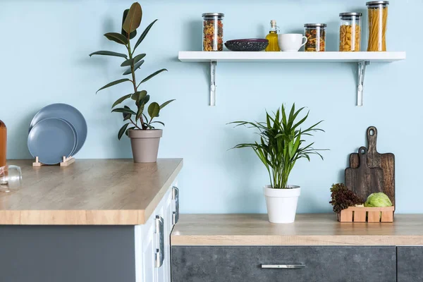 Interior of beautiful modern kitchen with houseplants — Stock Photo, Image