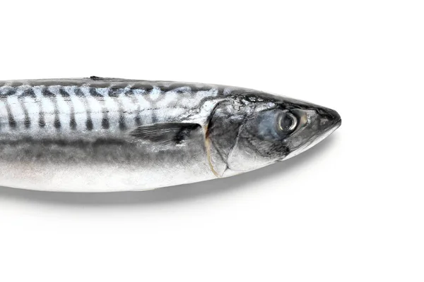 Raw mackerel fish on white background — Stock Photo, Image