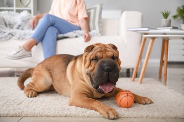 Evde sahibi ile Sevimli Shar-Pei köpek
