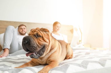 Evde yatakta sahipleri ile Sevimli Shar-Pei köpek