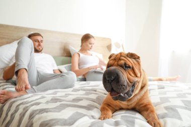 Evde yatakta sahipleri ile Sevimli Shar-Pei köpek