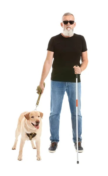 Τυφλός ώριμος άνθρωπος με σκύλος οδηγός σε λευκό φόντο — Φωτογραφία Αρχείου