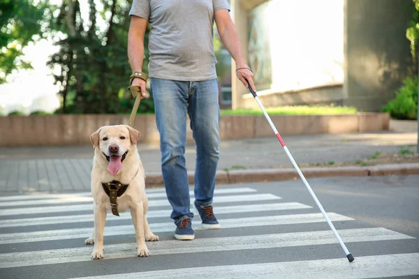 Cego maduro homem com guia cão travessia estrada — Fotografia de Stock
