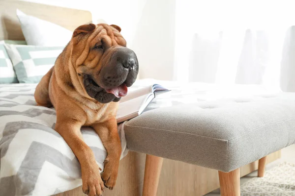 Anjing Shar-Pei yang lucu berbaring di tempat tidur di rumah. — Stok Foto