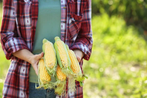 Female farmer with ripe corn cobs in field — Stock Photo, Image