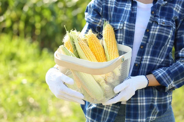 Female farmer with ripe corn cobs in field