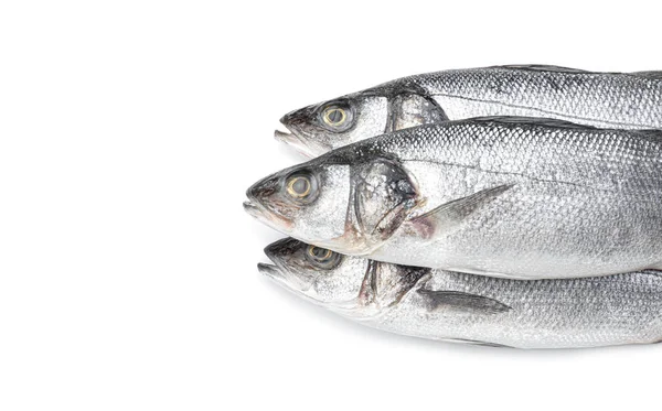 Fresh seabass fish on white background — Stock Photo, Image